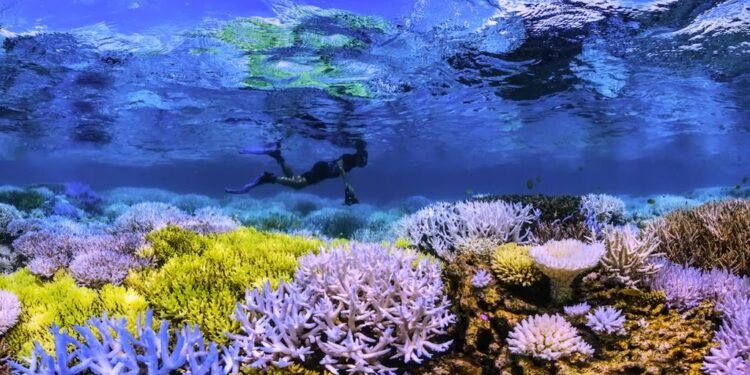 Aruba’s Chasing Coral Event: A Wake-Up Call to Save Our Reefs