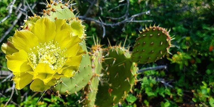 Aruba Resorts Celebrate Earth Day with Year-Round Sustainability Efforts Aruba Resorts Celebrate Earth Day with Year-Round Sustainability Efforts