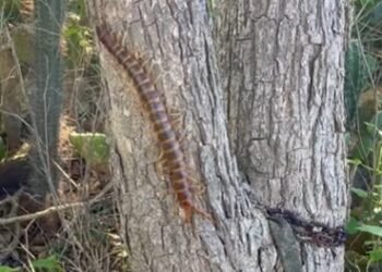Fun Facts About the ‘Lisinbein’ (Giant Centipede)