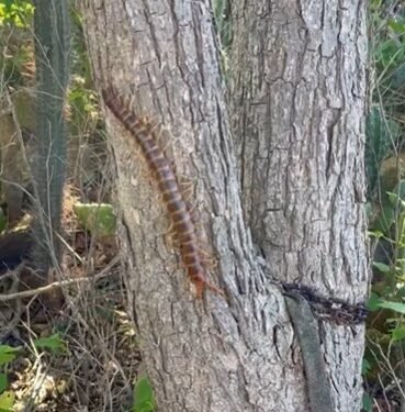 Fun Facts About the ‘Lisinbein’ (Giant Centipede)
