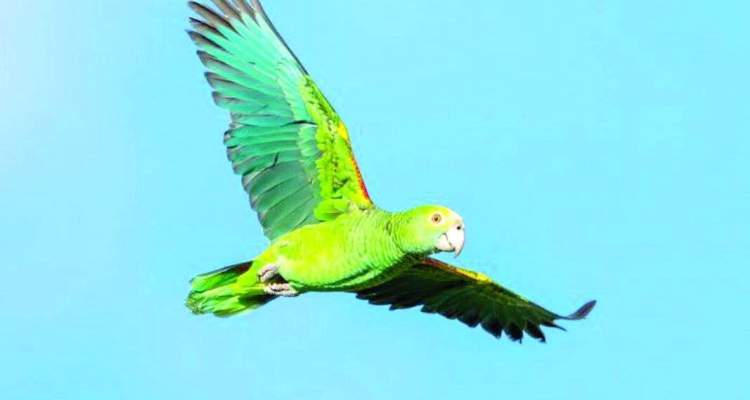 PSA from the Aruba Conservation Foundation: How to Behave When You See a “Lora”