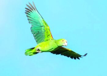 PSA from the Aruba Conservation Foundation: How to Behave When You See a “Lora”