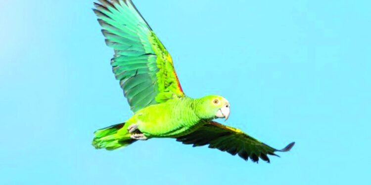 PSA from the Aruba Conservation Foundation: How to Behave When You See a “Lora” PSA from the Aruba Conservation Foundation: How to Behave When You See a “Lora”