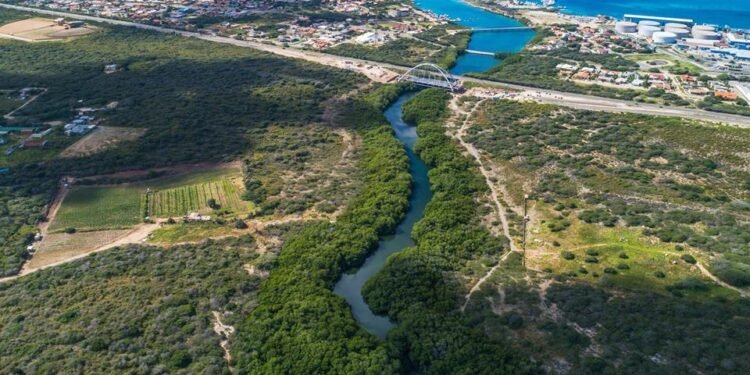 Mangroves and Wildlife: Environmental Awareness from Aruba – Pt. II