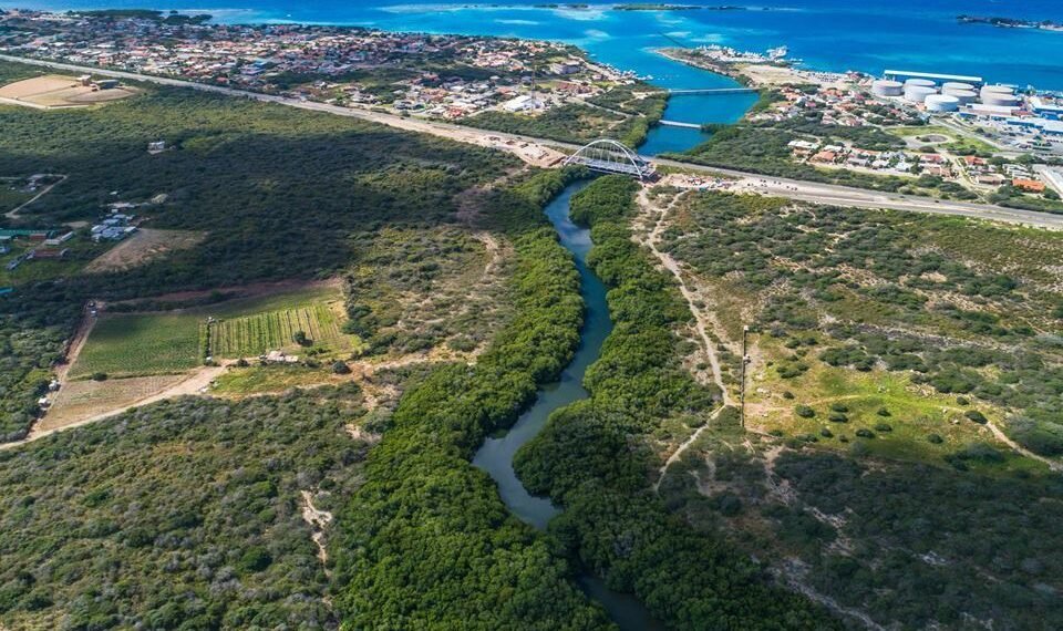 Mangroves and Wildlife: Environmental Awareness from Aruba – Pt. II