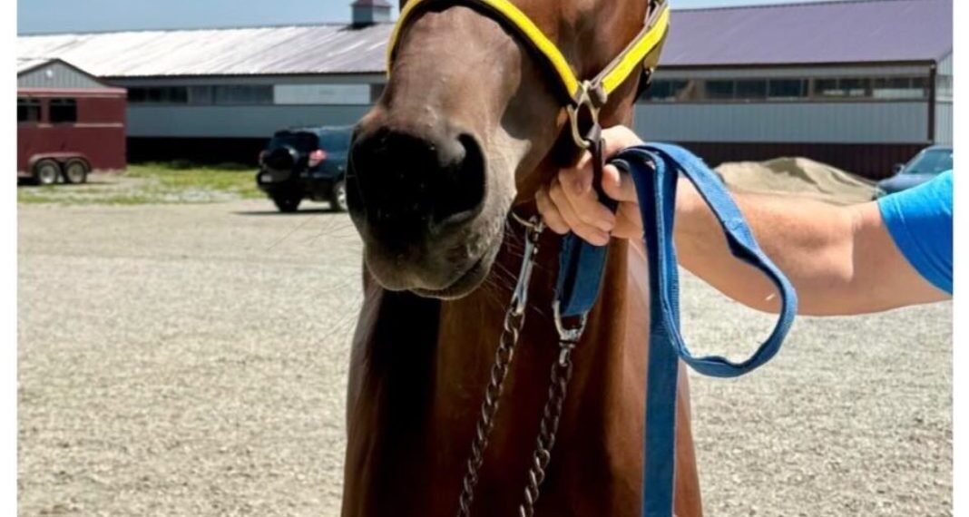 Racehorse Named After Comedian Ray Ellin Wins at Hoosier Park