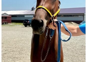 Racehorse Named After Comedian Ray Ellin Wins at Hoosier Park