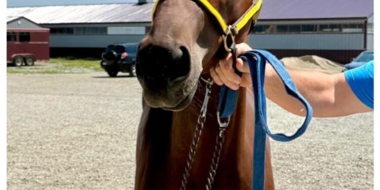 Racehorse Named After Comedian Ray Ellin Wins at Hoosier Park