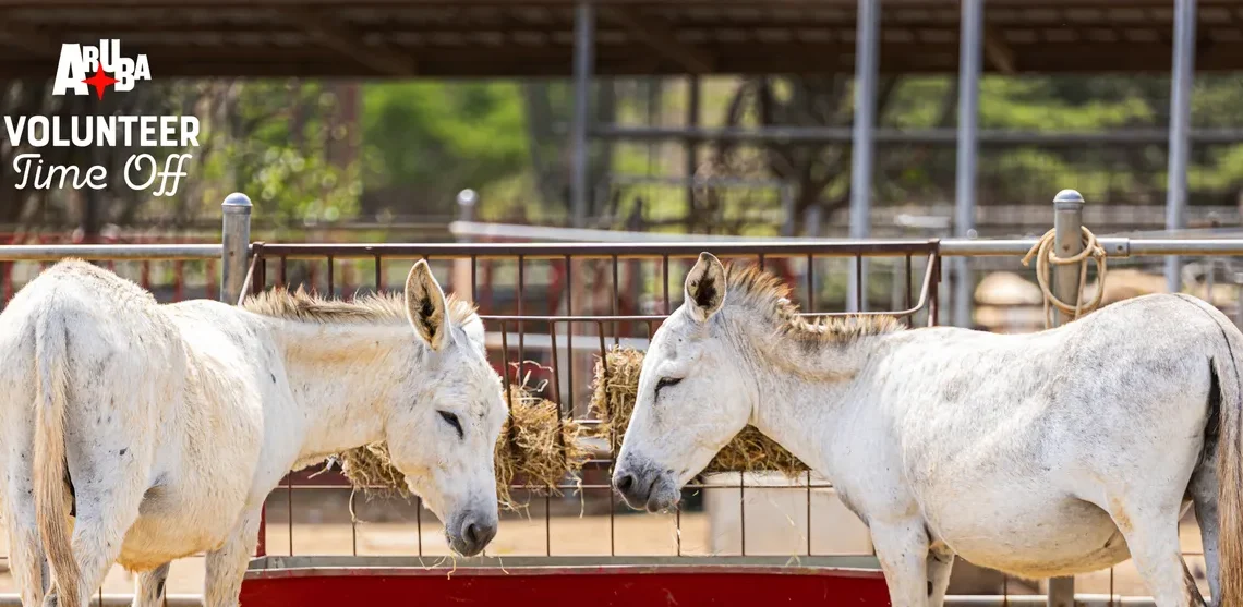 Aruba Launches New Voluntourism Initiative: Aruba VTO