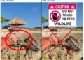 Aruba Birdlife Conservation Urges Public: Do Not Touch or Feed Wildlife Aruba Birdlife Conservation Urges Public: Do Not Touch or Feed Wildlife