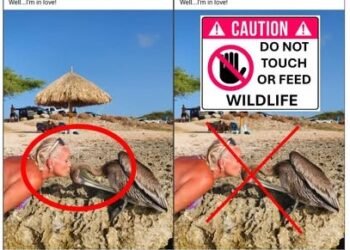 Aruba Birdlife Conservation Urges Public: Do Not Touch or Feed Wildlife