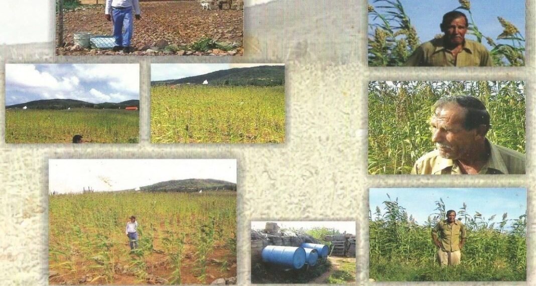 Episode CCCX V-315: Maishi Rabo — A Story of Crops, Culture, and Resilience