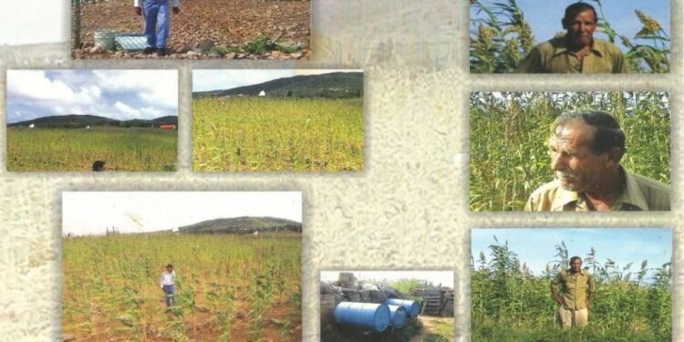 Episode CCCX V-315: Maishi Rabo — A Story of Crops, Culture, and Resilience