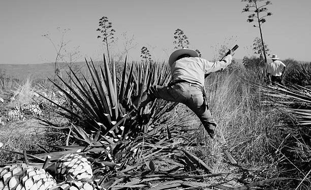 Episode 317 – AGAVE: Ancestral Wisdom for a Sustainable Future