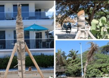 Neglected Palm Trees at Eagle Beach Raise Concerns Among Locals