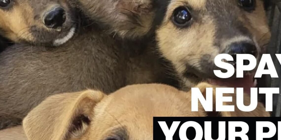 Animal Welfare Alliance Aruba Offers Free Pet Sterilization Campaign (Oct 20–Nov 1)