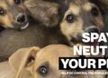 Animal Welfare Alliance Aruba Offers Free Pet Sterilization Campaign (Oct 20–Nov 1)