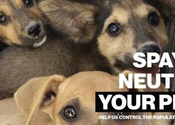 Animal Welfare Alliance Aruba Offers Free Pet Sterilization Campaign (Oct 20–Nov 1)