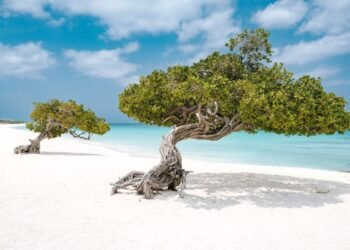 Why Argentines Are Flocking to Aruba This Season