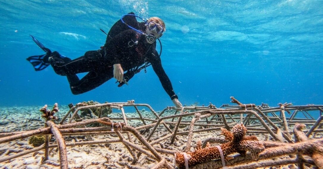 Turning the Tide: UCU Alum Helps Restore Aruba’s Reefs