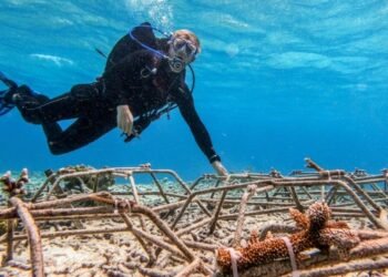 Turning the Tide: UCU Alum Helps Restore Aruba’s Reefs