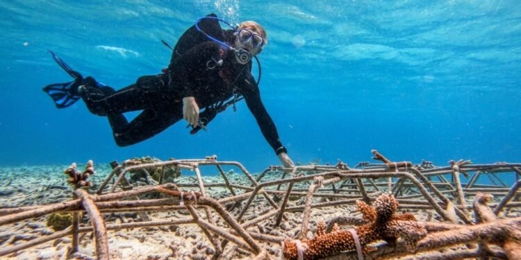Turning the Tide: UCU Alum Helps Restore Aruba’s Reefs Turning the Tide: UCU Alum Helps Restore Aruba’s Reefs