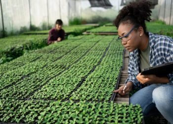 Caribbean PhD Scholarships Assessment Process Now Underway