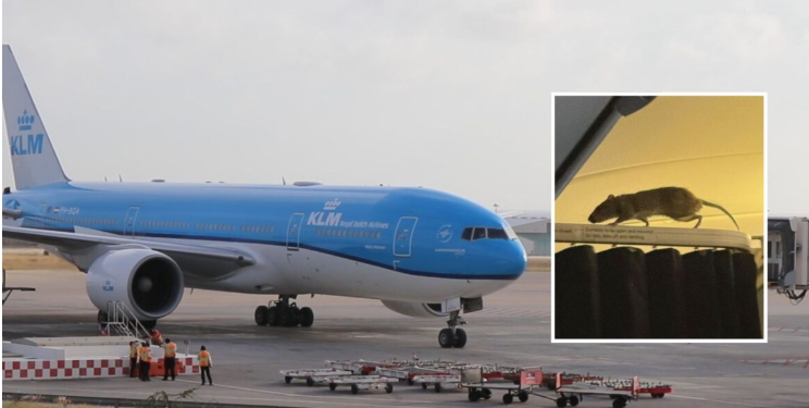 Rat on Board Causes Unexpected Delay for Aruba–Amsterdam Travelers