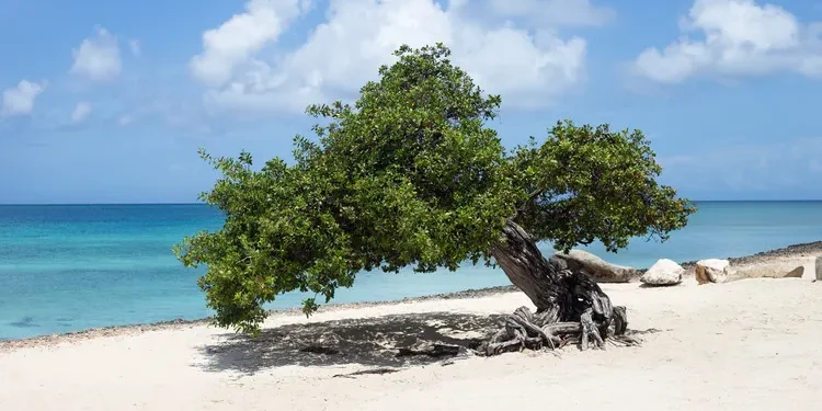 Aruba Ranked Among the Safest Destinations in the Caribbean, New Study Finds