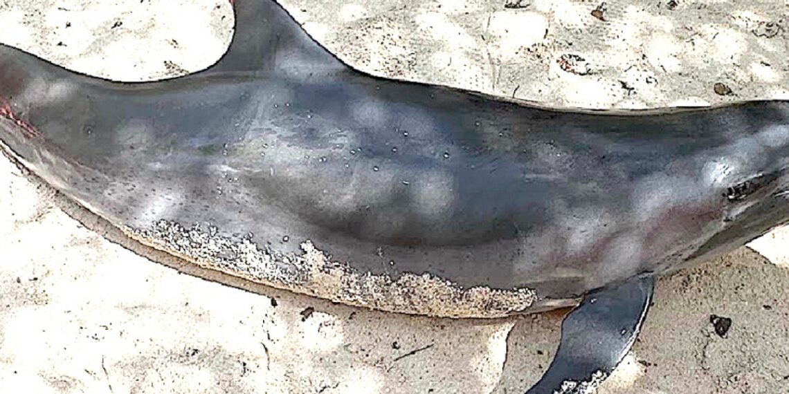 Dolphin in Distress Dies at Mangel Halto, AMMF Responds ammf case nr20260115 sa1 large