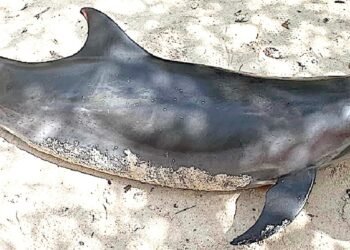 ammf case nr20260115 sa1 large