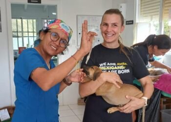 Mass Sterilization Program Prevented 49,000 Stray Animals in One Year