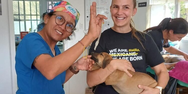 Mass Sterilization Program Prevented 49,000 Stray Animals in One Year