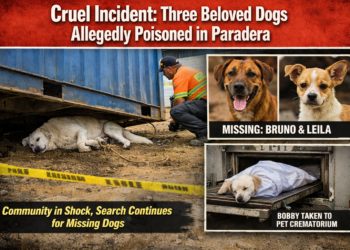 Three Beloved Dogs Allegedly Poisoned in Paradera
