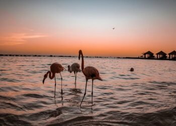 Top Resorts in Aruba