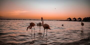 Top Resorts in Aruba