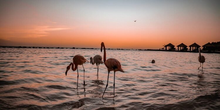 Top Resorts in Aruba: Renaissance Wind Creek Resort & Private Island Top Resorts in Aruba
