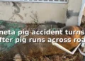 savanetapigaccident