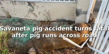 savanetapigaccident
