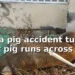 Savaneta pig accident turns fatal after pig runs across road savanetapigaccident
