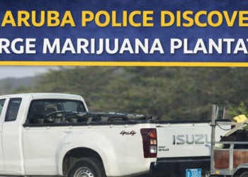 Aruba police marijuana plantation