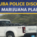 Aruba police marijuana plantation