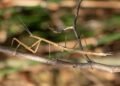 Aruban praying mantis discovery reveals new species Aruban praying mantis