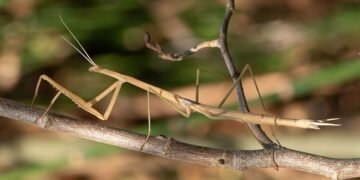 Aruban praying mantis