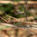 Aruban praying mantis discovery reveals new species Aruban praying mantis