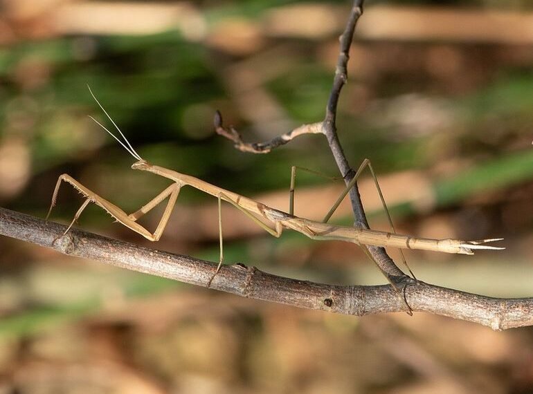 Aruban praying mantis discovery reveals new species Aruban praying mantis