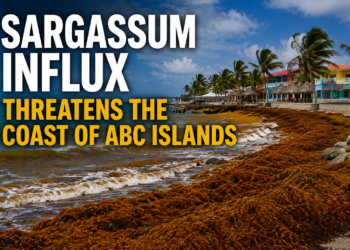 Sargassum Influx Threatens the Coast of ABC Islands