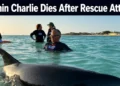 dolphincharlie