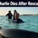 dolphincharlie