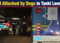 Child Attacked by Dogs in Tanki Leendert childattackeddogs